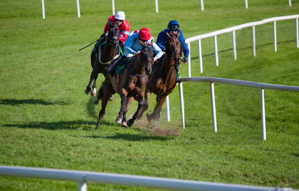 How Are Thoroughbred Horses Transported More Than Shipping
